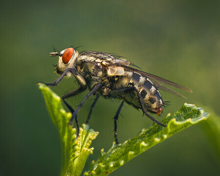 Thema maand augustus 2025 MACROFOTOGRAFIE IN DE INSECTENWERELD