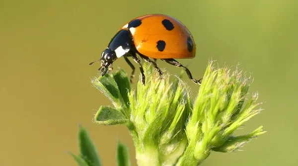 macrofotografie