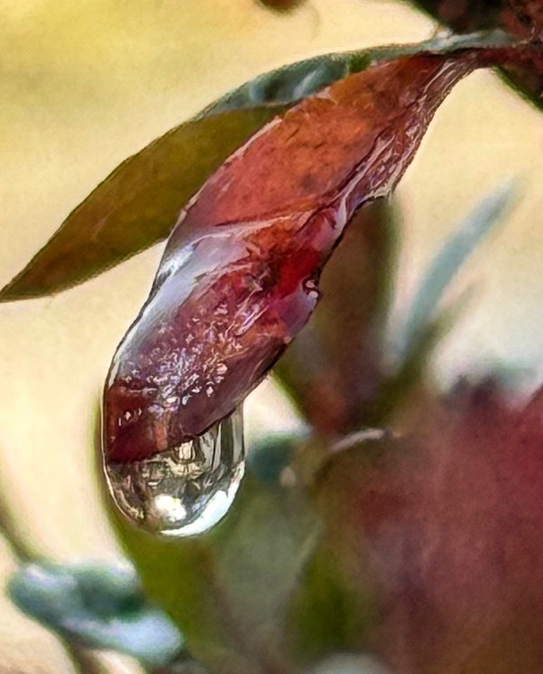 regendruppel thema jan 2026