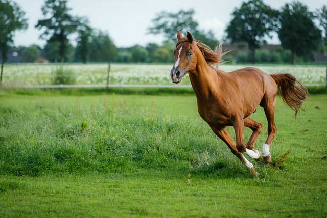 Panning 1