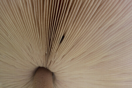 Onder een grote paddenstoel ...