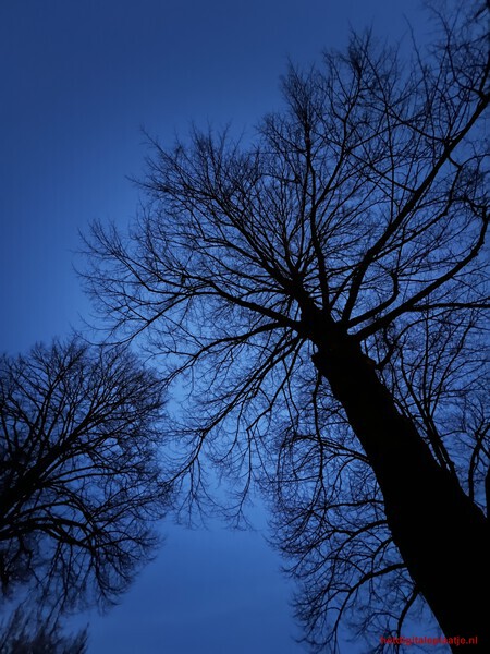 Hoge bomen vangen veel wind