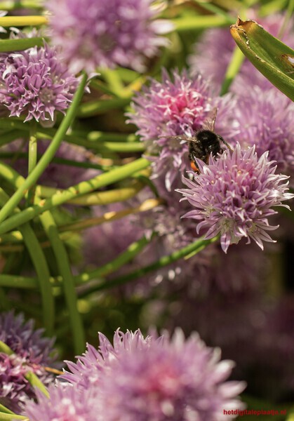 Bloemetjes en bijtjes