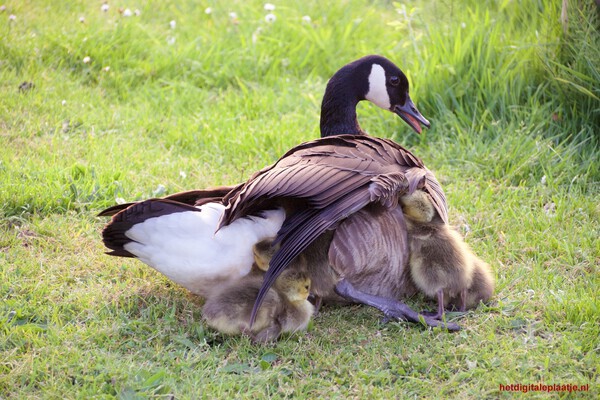 Grote Canadese Gans met haar pullen