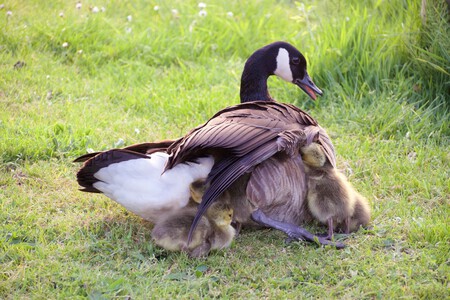 Grote Canadese Gans met haar pullen