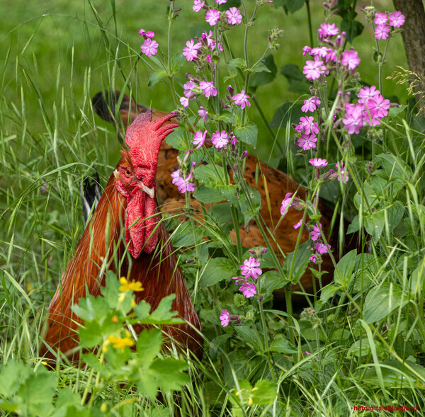 Haan in contact met zijn vrouwelijke kant tussen de bloemen