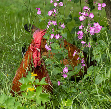 Haan in contact met zijn vrouwelijke kant tussen de bloemen