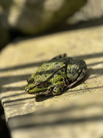 Lente kikker