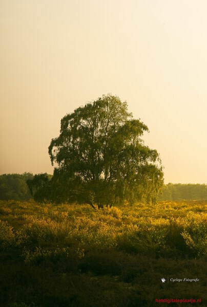 Een groen goudvanger