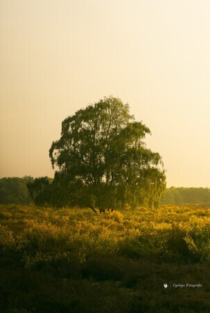 Een groen goudvanger