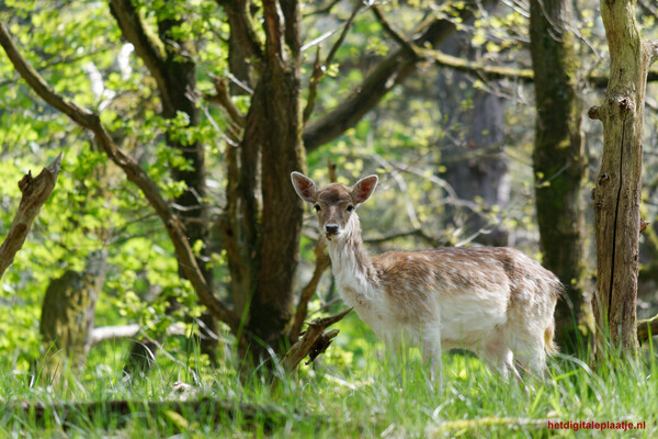 Jong hertje in het wild