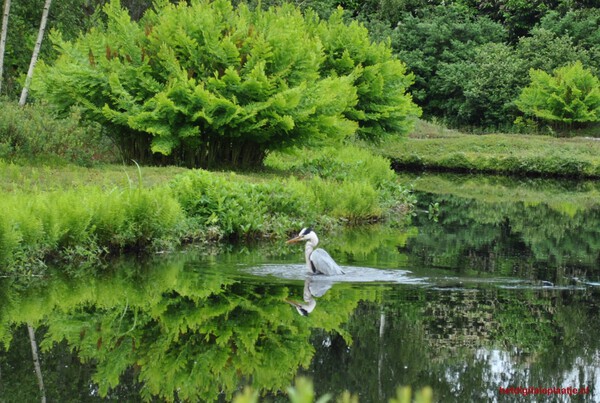 Reiger zoekt verkoeling