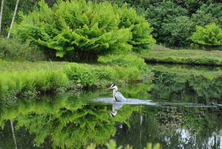 Reiger zoekt verkoeling