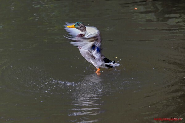 Op het water staan