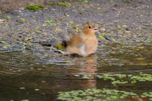 Spetteren in het water