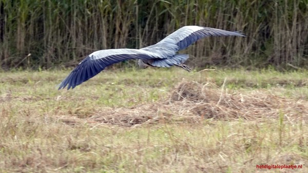 Landende reiger