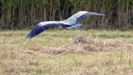 Landende reiger