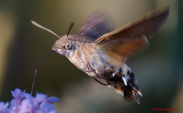 Kolibrievlinder snoept
