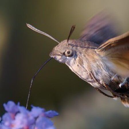 Kolibrievlinder snoept