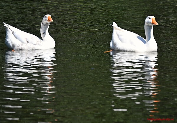 drijvende zwanen met reflectie