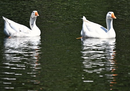 drijvende zwanen met reflectie