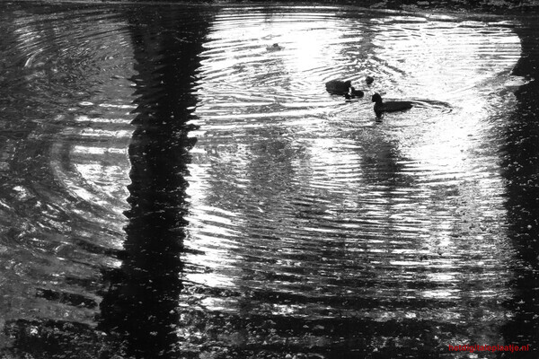 Reflectieringen