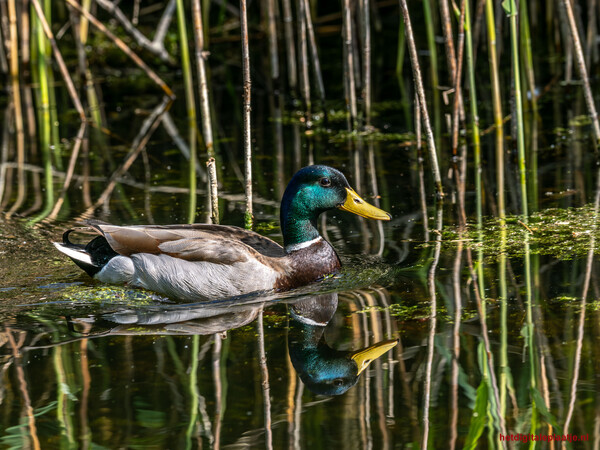 weerspiegeling van een woerd