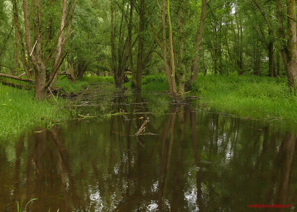 Reflectie in het bos