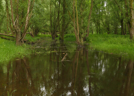 Reflectie in het bos