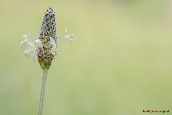 Natures simplicity