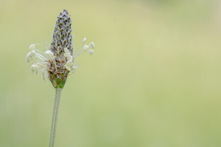 Natures simplicity