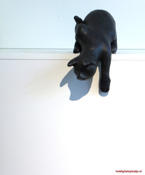 Kat in toppositie