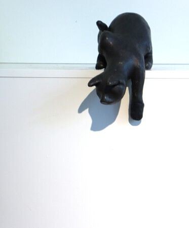 Kat in toppositie
