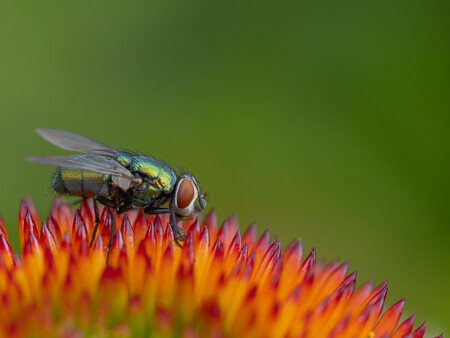 insectenwereld