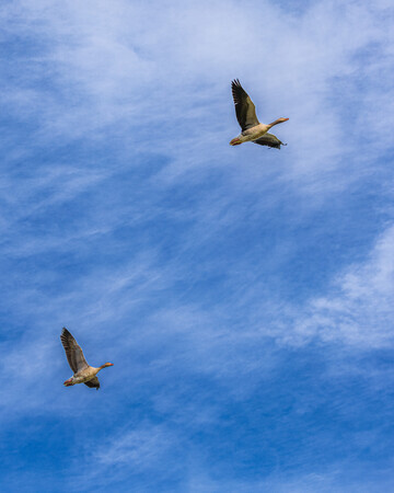 Vrijheid in de lucht