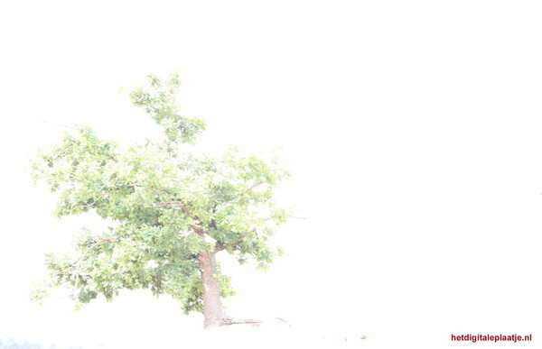 Boom in landschap