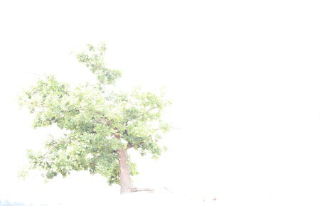 Boom in landschap
