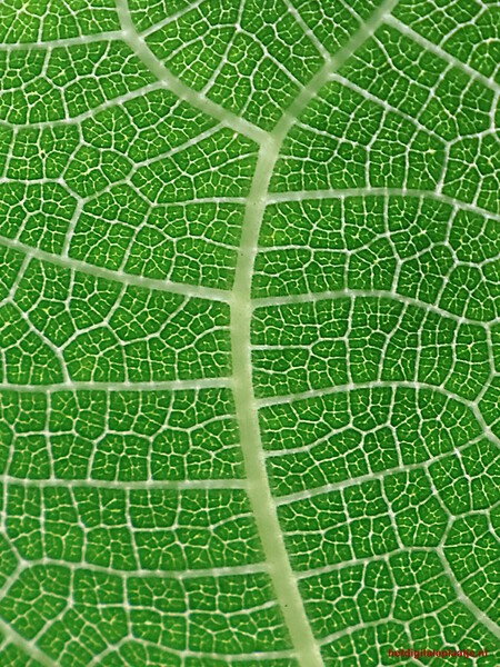 Plattegrond van de natuur