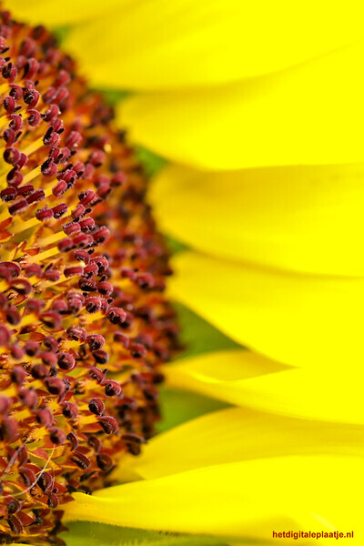 Mijn favoriete bloem van heel dichtbij