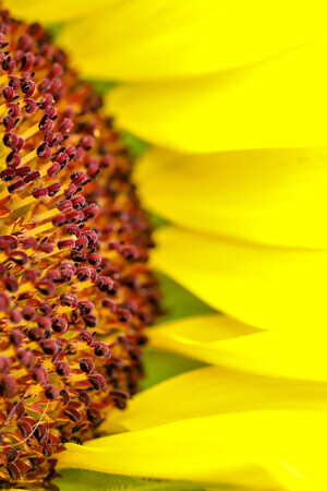 Mijn favoriete bloem van heel dichtbij