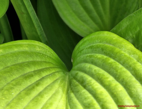 Blad in de diepte