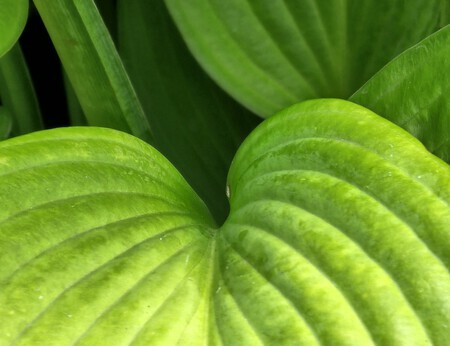 Blad in de diepte