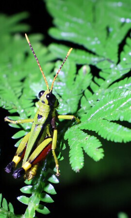 Avondwandeling in de jungle