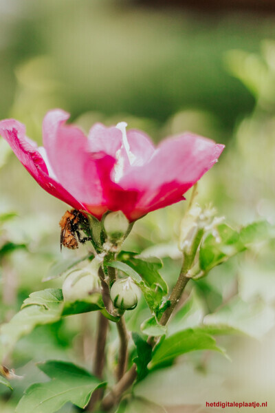 Bloemetjes & bijtjes