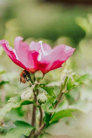 Bloemetjes & bijtjes