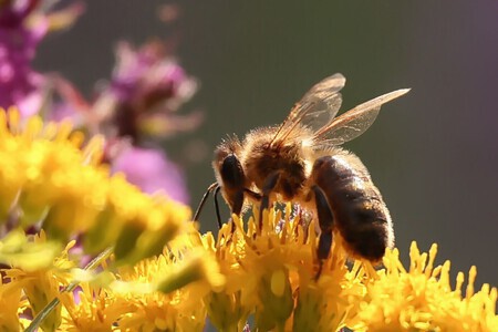 zomerse honingbij