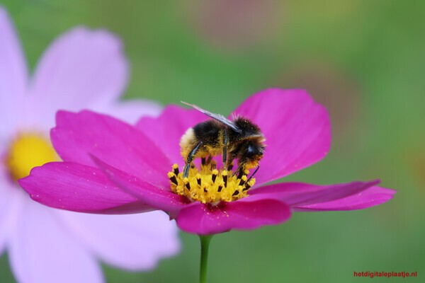 Hommel in het stuifmeel