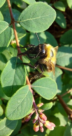 BZZZZ