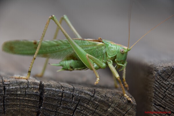 Groene bezoeker