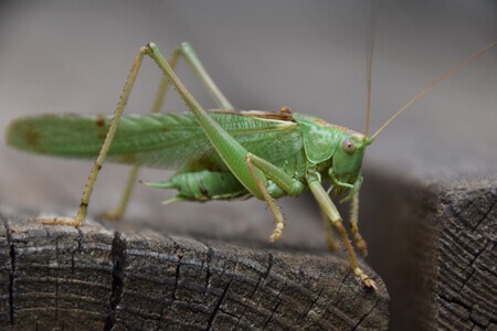 Groene bezoeker